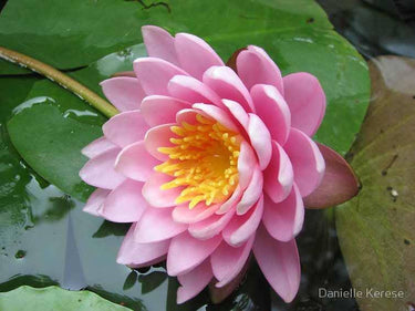 3 Organic Mixed Colors LOTUS Nelumbo Nucifera Pond Water Lily Lilypad Blue Red Flower Large Seeds